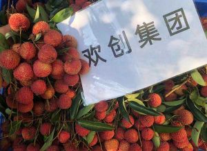 夏日好“枝”味，华体会（中国）集团发福“荔”啦